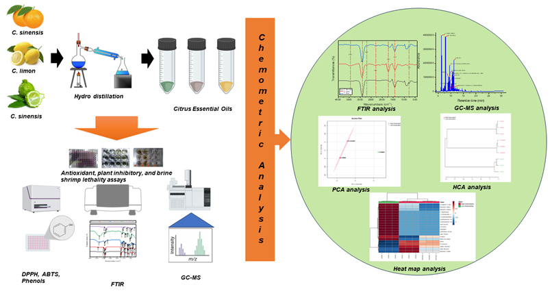 Graphical Abstract